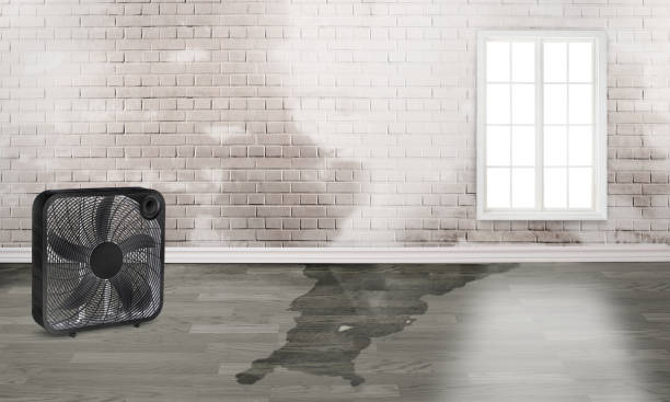 Best Carpet water damage restoration  in Mission Hills, KS